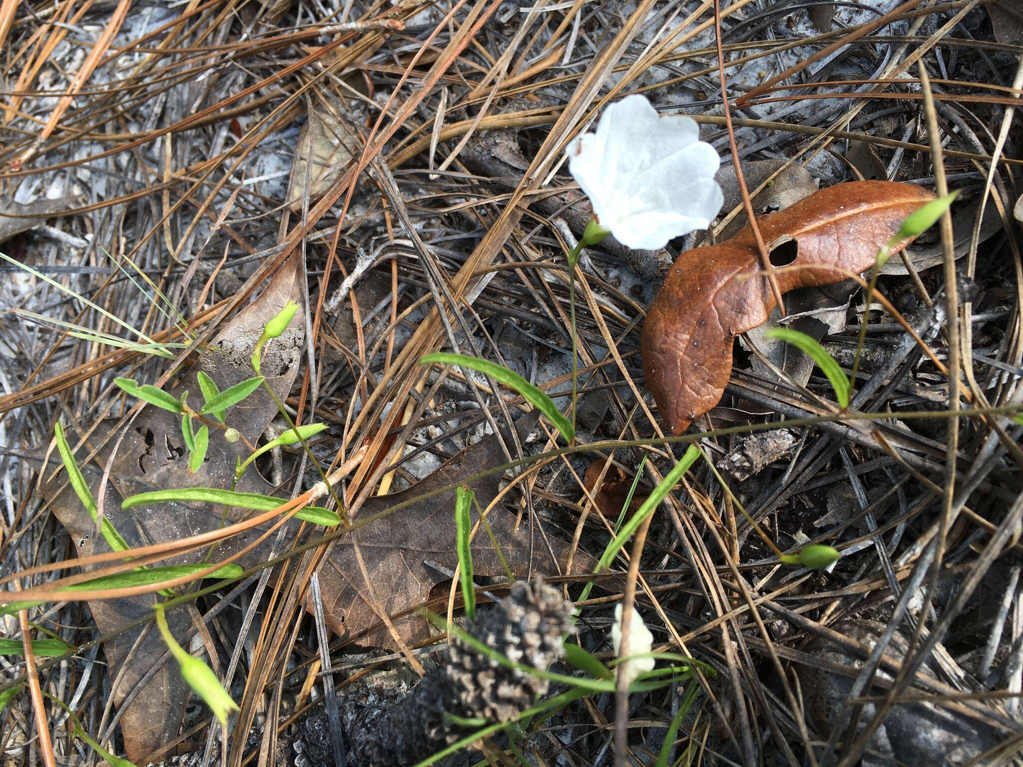 Image of coastal plain dawnflower