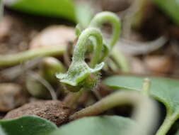 Imagem de Dichondra recurvata Tharp & M. C. Johnston