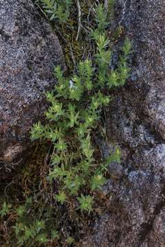 Plancia ëd Galium stebbinsii