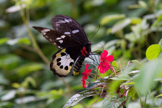 Ornithoptera tithonus de Haan 1840 resmi