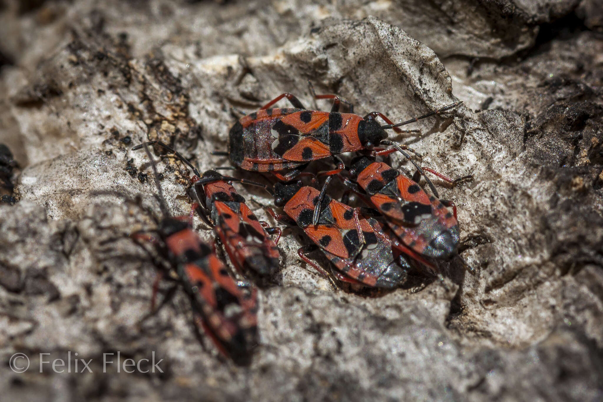 Image of Horvathiolus guttatus (Rambur 1839)