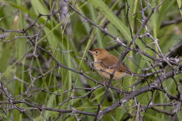 Image of Foxy Cisticola