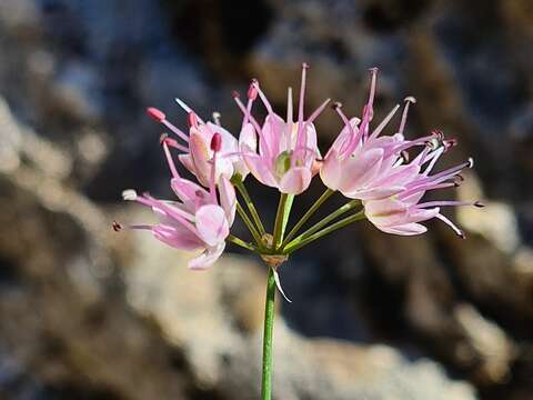 Image of Allium gunibicum Miscz. ex Grossh.