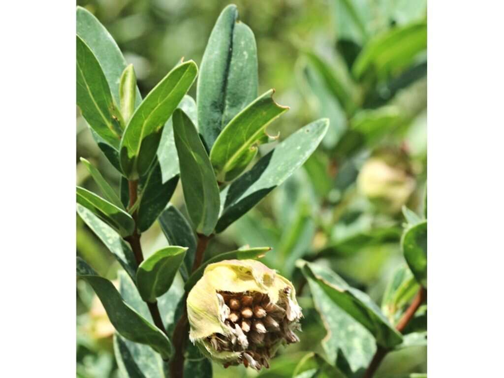 صورة Pimelea ligustrina Labill.