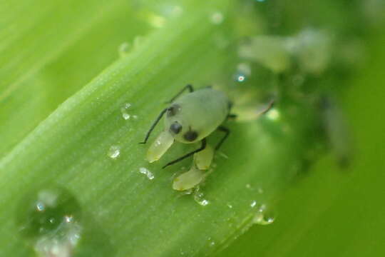 Imagem de Rhopalosiphum maidis (Fitch 1856)