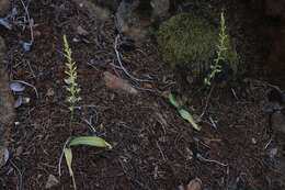 Image of narrow-petal rein orchid