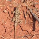 Image of Eastern Earless Lizard