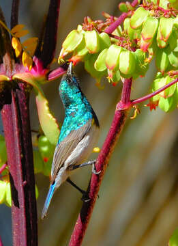 Image of White-bellied Sunbird