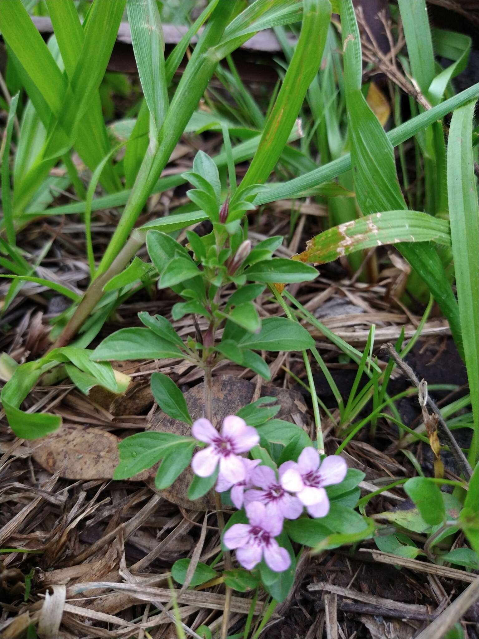 صورة Dyschoriste microphylla (Cav.) Kuntze