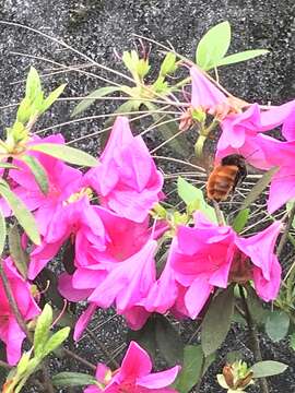 Image of Bombus bicoloratus Smith 1879