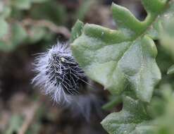 Image of Jaborosa magellanica (Griseb.) P. Dusen