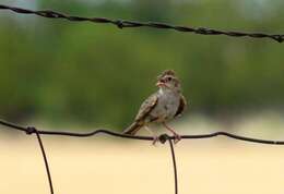 Image of Cassin's Sparrow