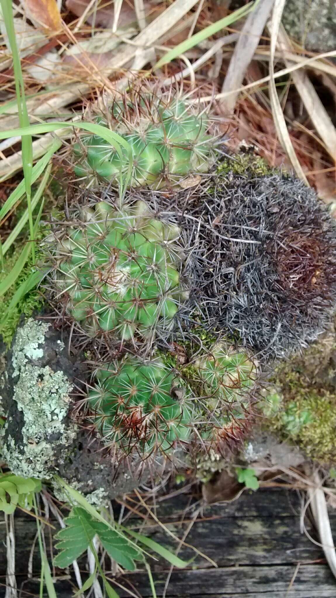 Image of Mammillaria rhodantha subsp. fera-rubra (F. Schmoll ex R. T. Craig) D. R. Hunt