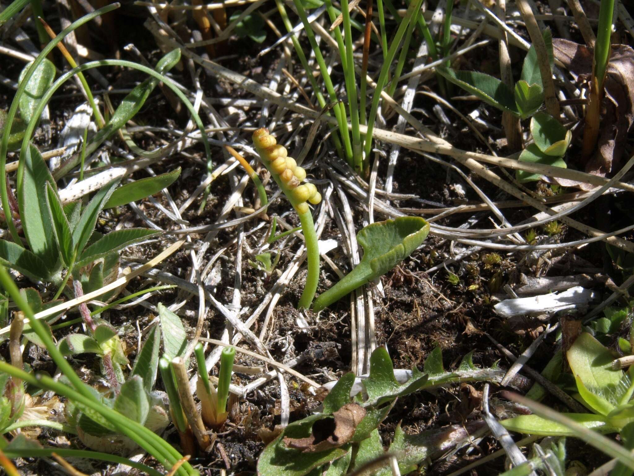 Image of Botrychium simplex subsp. simplex