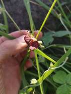 Image of Mucuna coriacea Baker