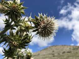 Plancia ëd Cirsium fontinale var. campylon (H. Sharsm.) Pilz ex D. J. Keil & C. E. Turner