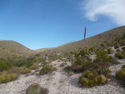 Agave striata subsp. striata resmi