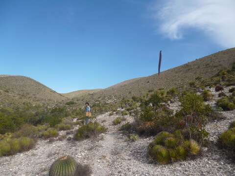 صورة Agave striata subsp. striata