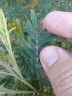 Acacia irrorata Sieber ex Spreng. resmi