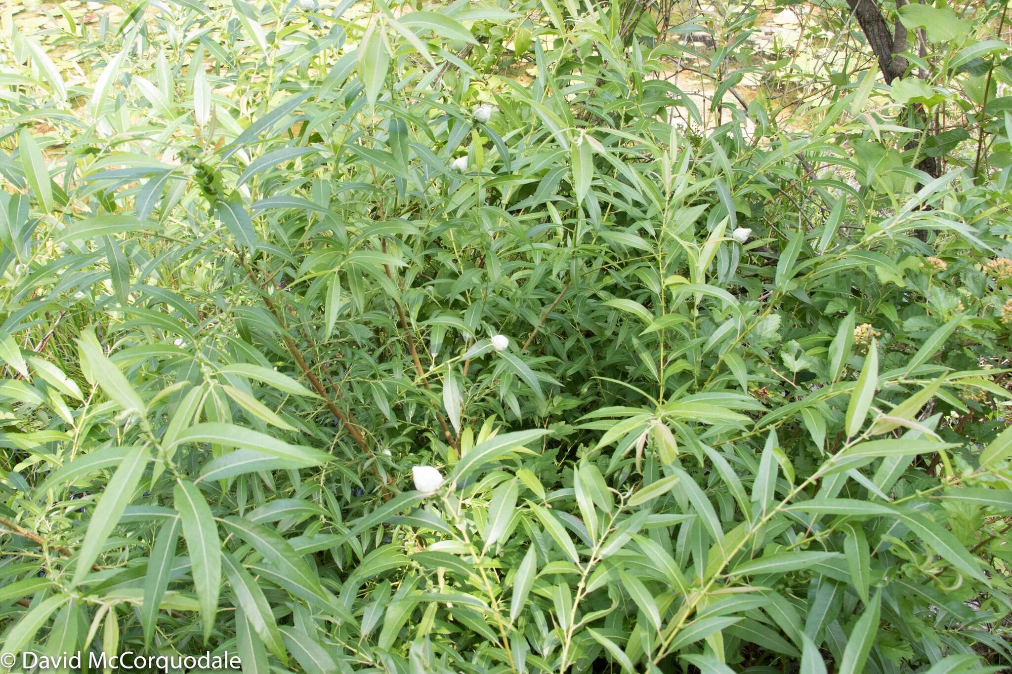 Image of Missouri River willow