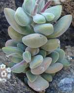 Sivun <i>Crassula <i>sericea</i></i> var. sericea kuva