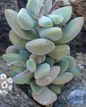 Sivun <i>Crassula <i>sericea</i></i> var. sericea kuva