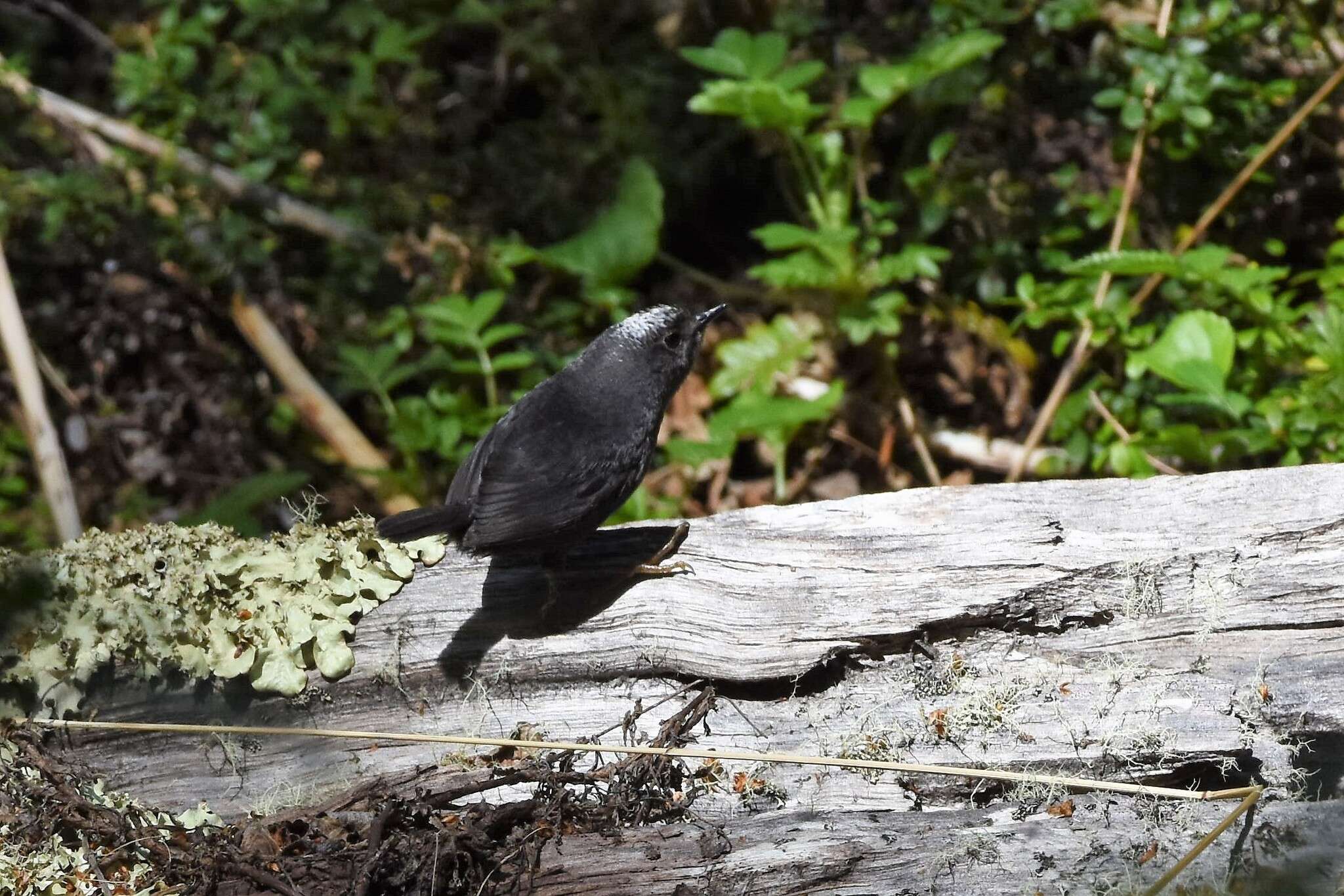 Image of Magellanic Tapaculo