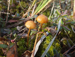 Image of Galerina paludosa (Fr.) Kühner 1935