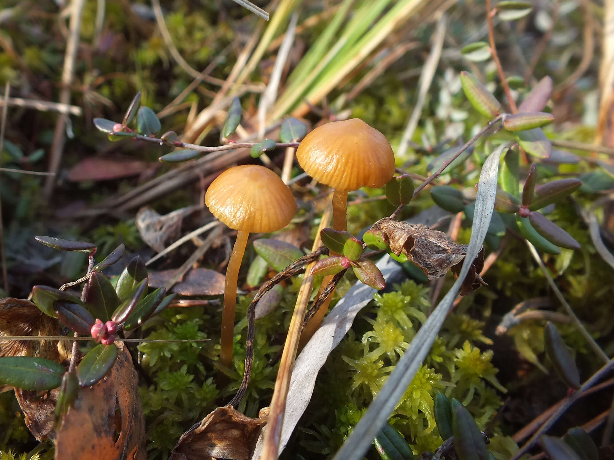 Plancia ëd Galerina paludosa (Fr.) Kühner 1935