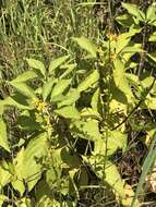 Image of Louisiana goldenrod