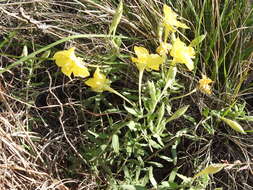 Oenothera hartwegii subsp. pubescens (A. Gray) W. L. Wagner & Hoch resmi