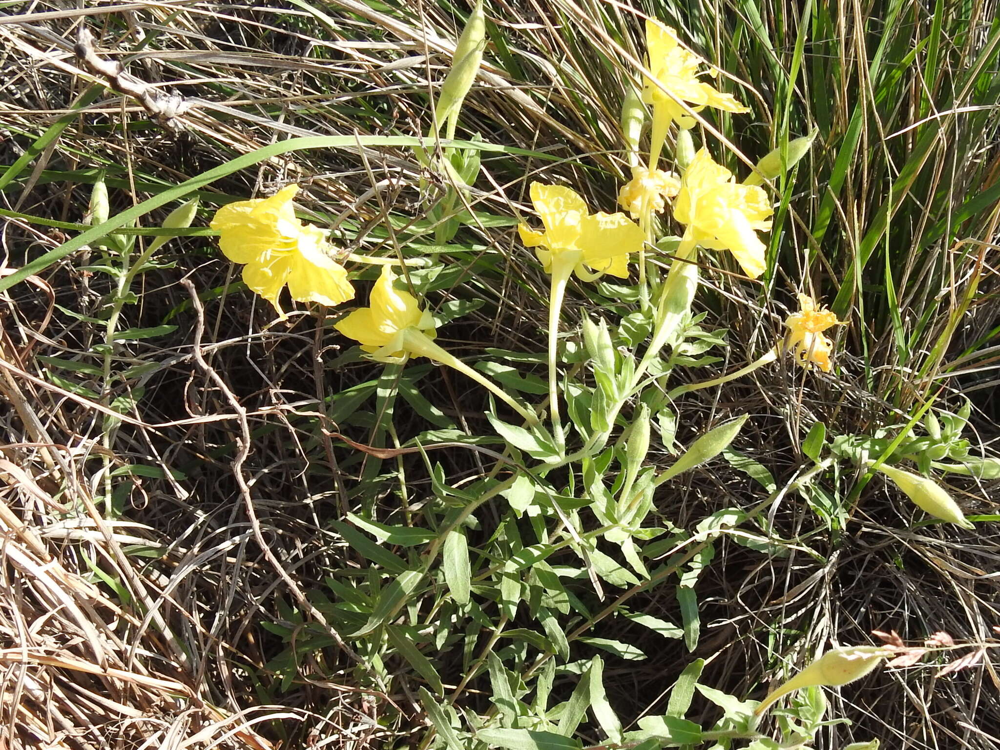 Imagem de Oenothera hartwegii subsp. pubescens (A. Gray) W. L. Wagner & Hoch