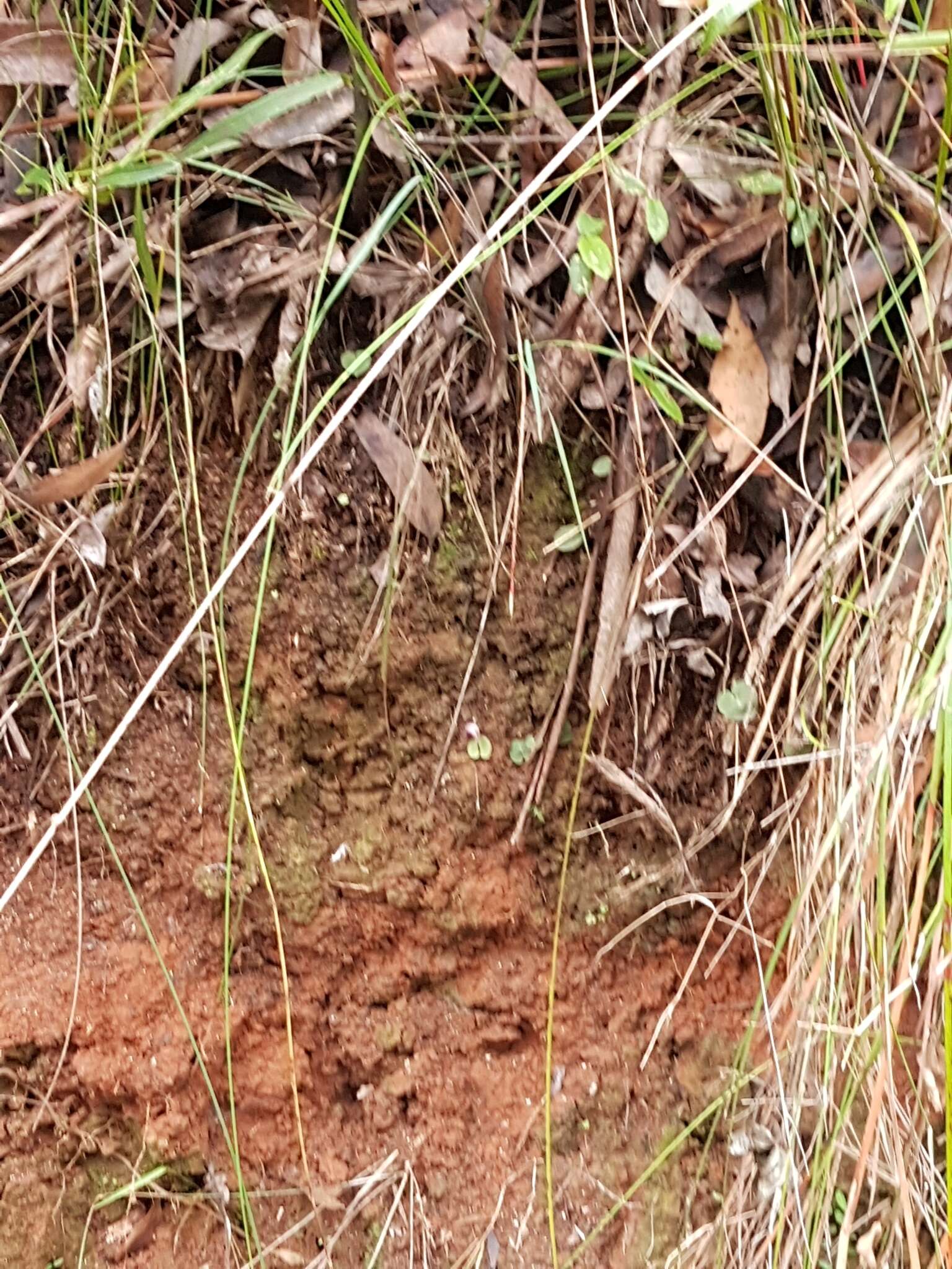 Image de Corybas aconitiflorus Salisb.