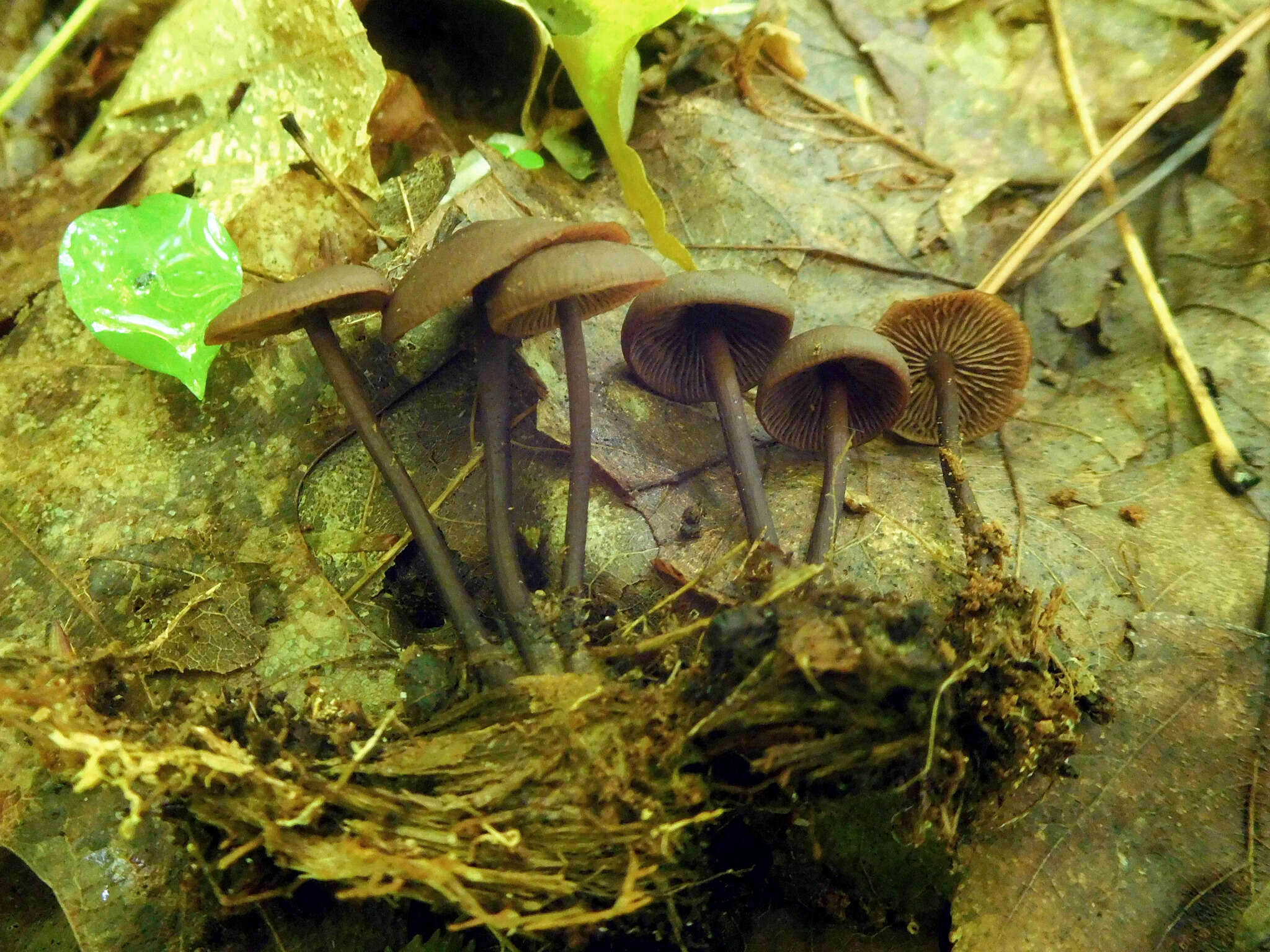 Слика од Gymnopus alkalivirens (Singer) Halling 1997