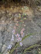 Image of Pinoche Creek larkspur