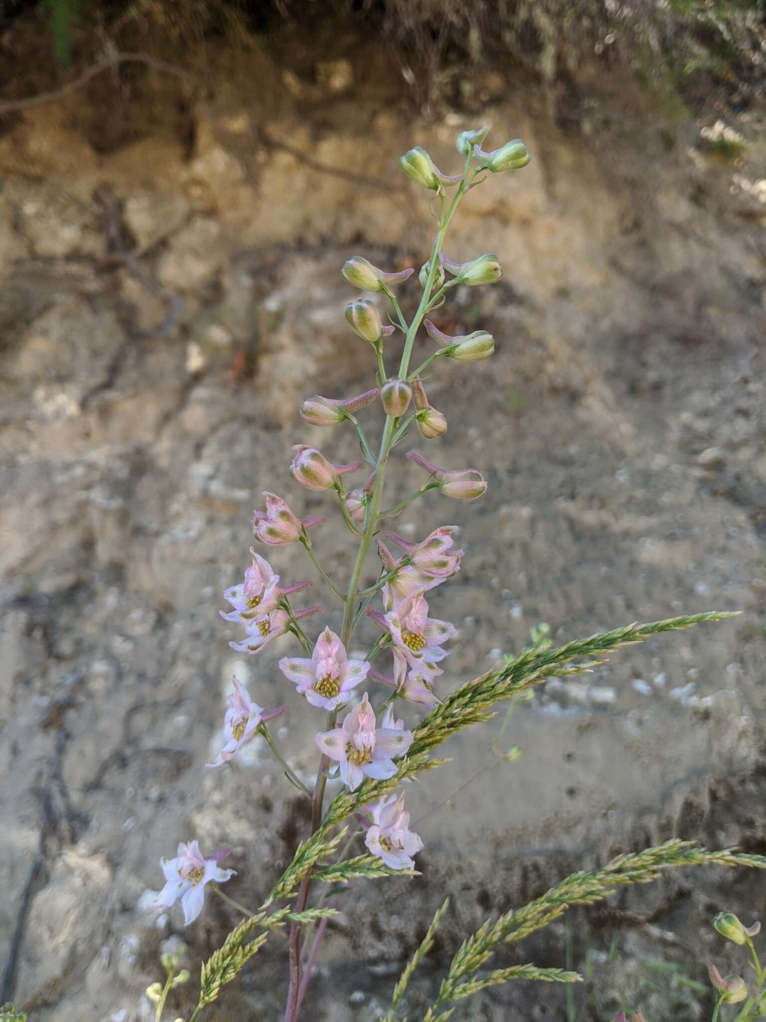 白垩翠雀花的圖片