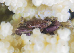 Image of brown guard crab