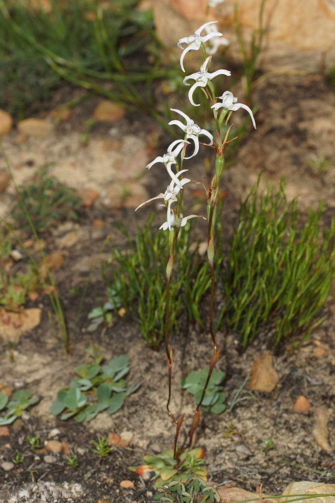 Image de Disa biflora (L.) Druce