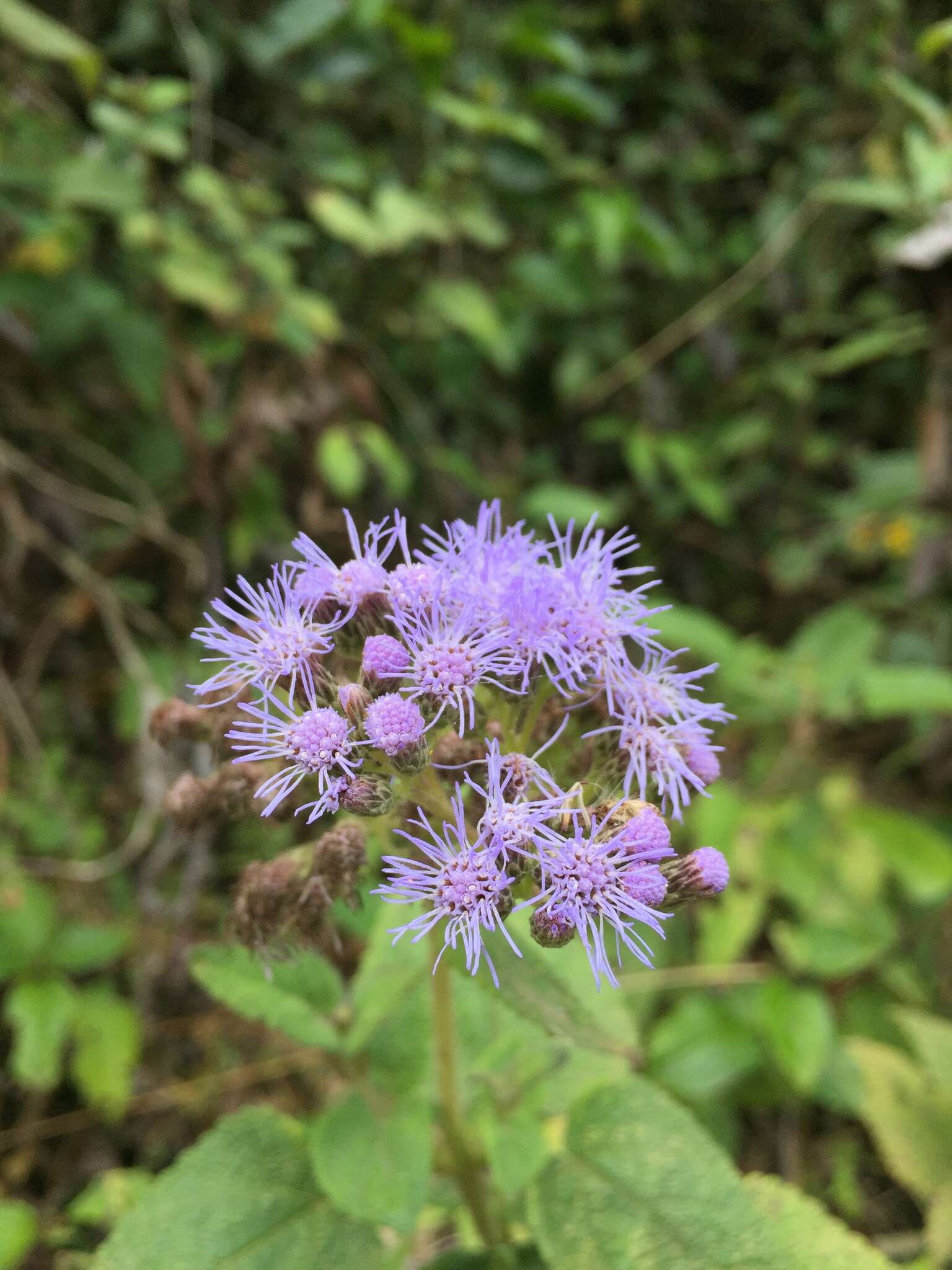 Aristeguietia lamiifolia (Kunth) R. King & H. Rob.的圖片