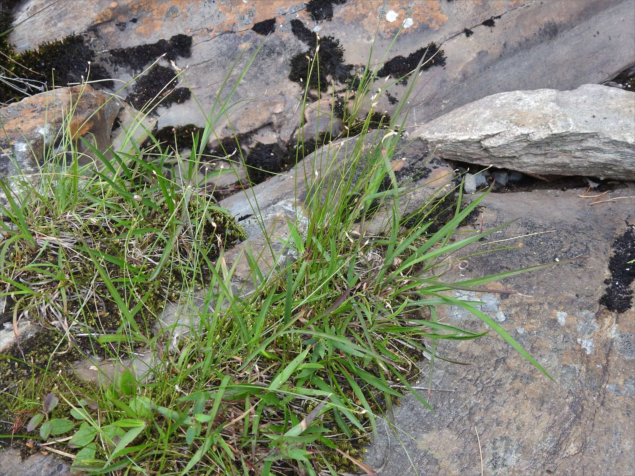 Image of Clinton's Leafless-Bulrush