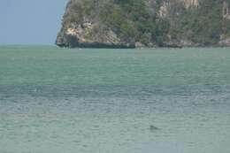 Sivun Intiankyttyrädelfiini kuva