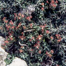 Image of Euphorbia maresii Knoche