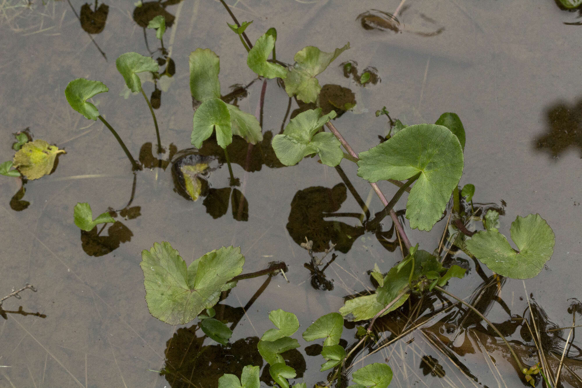 Слика од Caltha palustris var. membranacea Turcz.