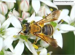 Image of Andrena chengtehensis Yasumatsu 1935