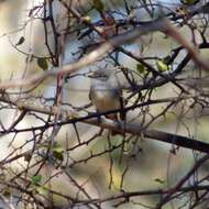 Image of Straneck's Tyrannulet