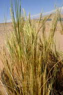 Image of Namib Dune Bushman Grass