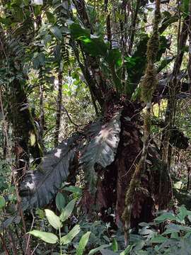 Image of Anthurium dombeyanum Brongn. ex Engl.