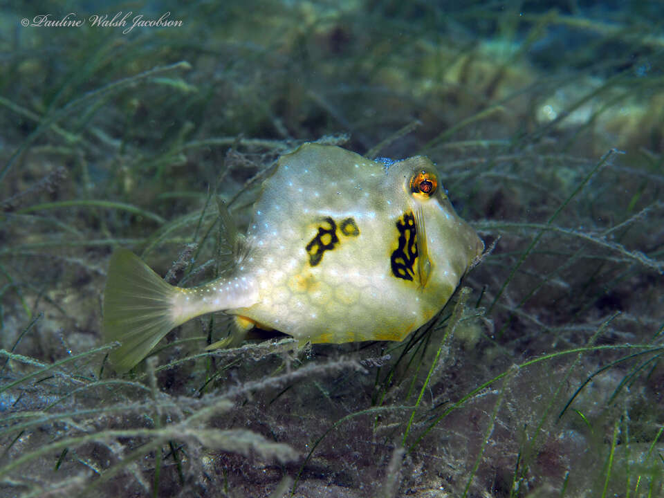 Sivun Lactophrys trigonus (Linnaeus 1758) kuva