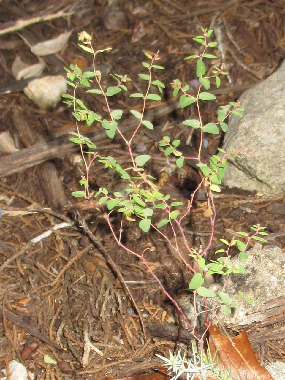 صورة Euphorbia villifera Scheele