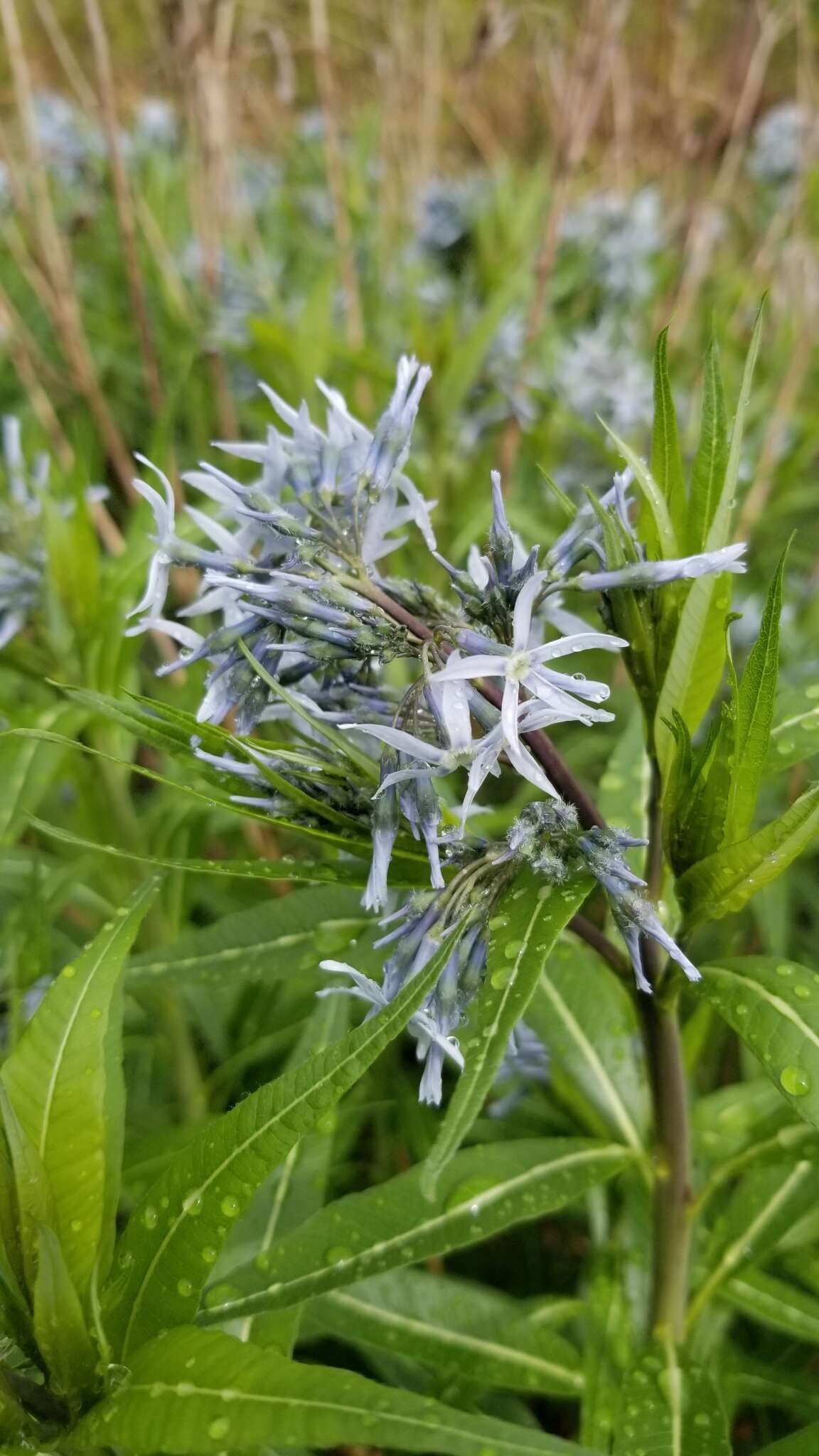 Image of Ozark bluestar